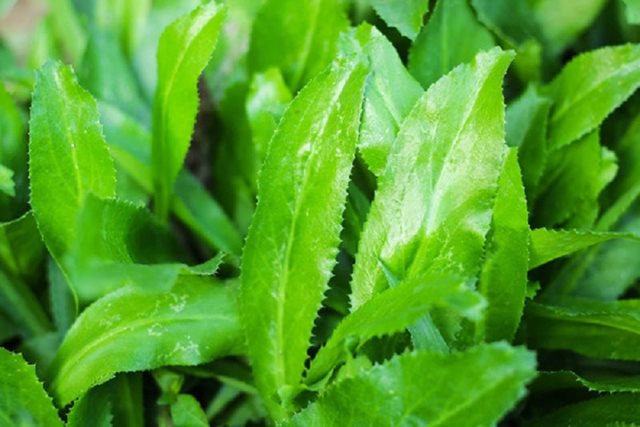 5 bài thuốc chữa bệnh từ lá mùi tàu
